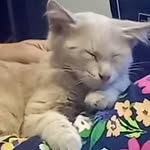 Veronica Cappello - @veronica731114 - Instagram