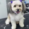 Veronica Carson - @veronica.carson5 - TikTok