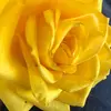 veronicacloud11 - @veronicacloud11 - TikTok