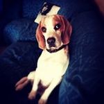 veronica defazio - @defazioveronica - Instagram