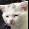 Veronica Diego - @veronica.diego - TikTok