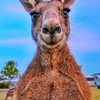 Kangaroo-Tok🦘 - @veronicadownunder - TikTok