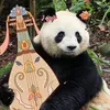 Veronica Duong - @veronica.duong - TikTok