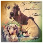 Veronica Durham - @azprestigiousminidachshunds - Instagram