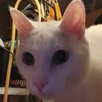 Veronica Dutton - @duttonveronica79 - Instagram