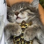 Veronica Egan - @turtlegirlegan - Instagram