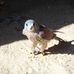 Veronica Everson - Facebook