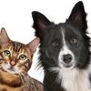 veronicacolinflaherty - @veronicacolinflaherty - TikTok