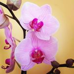 Verónica Forner - @veforma79 - Instagram
