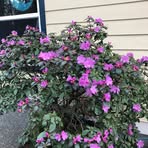 Veronica Garrison - Facebook