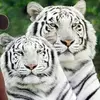 Veronica Godfrey - @veronica.godfrey6 - TikTok