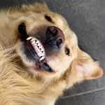 Artù e Veronica | Golden retriever🐻 - @arturothegoldenn - Instagram