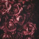 Verónica Haas - @ver_hpwattpad - Instagram