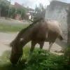 Verónica Haas - @vernica.haas - TikTok