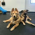 Veronica & Harley - @trainingstateofmind - Instagram