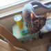 Veronica Harrell Pais - Facebook