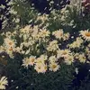veronicahennessy9 - @veronicahennessy9 - TikTok