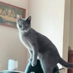 Veronica Howell - @cat_loverq1976 - Instagram