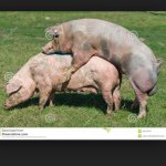Veronica Lacy - @pigs_are_life101 - Instagram
