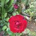 Veronica Lagos - Facebook