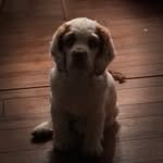 Veronica Yesko Luke - @veronica_luke_annie_clumber - Instagram