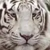 ver - @veronica.masiy - TikTok