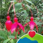 Veronica Mcauliffe - Facebook