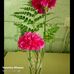 Veronica Olivarez - Facebook