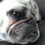 veronica_and_otis - @veg2013otis - Instagram
