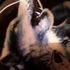 veronika_o.toole_ - @babywolfpup204 - TikTok