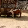 Veronica Palumbo - @veronica.palumbo4 - TikTok