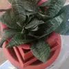 Veronica Paschal - @veronica.paschal00 - TikTok
