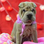 Veronica Pell - Facebook
