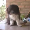 Veronica Ramallo - @veronicaramallo4 - TikTok