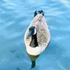 veronica.rider - @veronica.rider - TikTok
