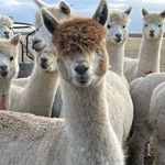 Veronica Roby - @sheringham_acres - Instagram