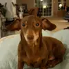 Ronievamp - @veronicaroque90 - TikTok