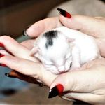 Veronica Schafer Roderick - @veronica_sam_foster_kittens - Instagram