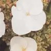 veronica.schindler - @veronica.schindler - TikTok