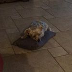 Veronica Scully-Curran - @vcurran601 - Instagram