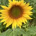 Veronica Seeders - Facebook