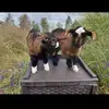 Veronica Seedhouse - @veronica.seedhous - TikTok