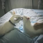 Veronica Spina - @spina4929 - Instagram