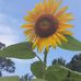 Veronica Storey - Facebook