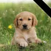 Hello kittyUnicorn03052004 - @veronicavanhorne59 - TikTok