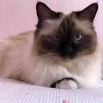 Veronica Vecchiarelli - @verovec2023 - Instagram