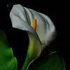 Verónica Yam - @vernica.yam - TikTok