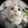 Veronica Yoon - @veronica.yoon - TikTok