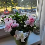 Vesna Welzer - Facebook