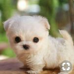 PetLover - @vetjohnson24 - Instagram